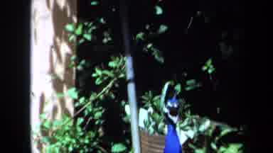Maine USA (1971): A Peacock Bird In The Wild With Another White Bird Near Trees