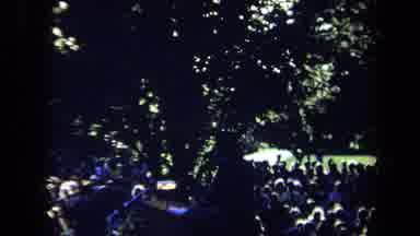 Sacramento California USA (1971): Flowers Blowing On The Trees In A Field