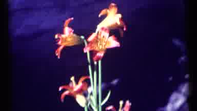 SCAPEGOAT WILDERNESS MONTANA USA .MP-1973: Plant With Bright Red And Orange