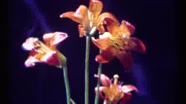 SCAPEGOAT WILDERNESS MONTANA USA .MP-1973: People Out Hiking And Close Up Of