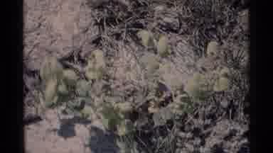 MINARET WILDERNESS CALIFORNIA USA .M-1975: Nature Of Rocks And Plants