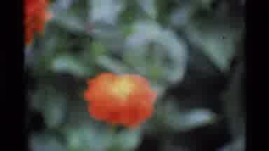 London England (1969): People Sitting In A Park With Orange And Pink Flowers And