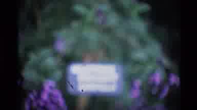 London England (1969): A Blurry Shot Of Red And Purple Flowers In A Garden With
