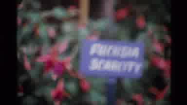 London England (1969): The Amazing Beautiful Flower Garden Are Looking So Good