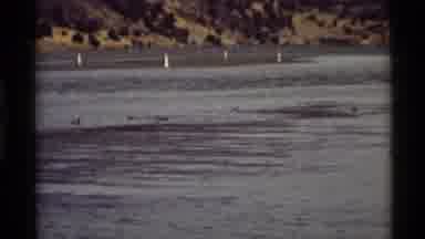 Holland Lake Montana USA (1972): A Group Of Ducks Are In The River Swimming With