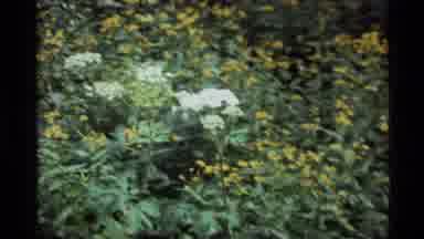 Holland Lake Montana USA (1972): Pan Of A Field Of Yellow And White Flowers With