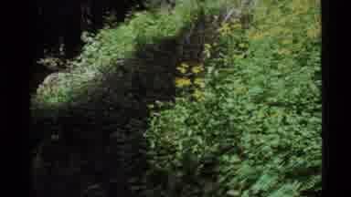 Holland Lake Montana USA (1972): Small Yellow And White Flowers With Green Leaves