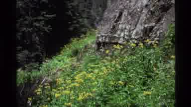 Holland Lake Montana USA (1972): Shots Of Yellow Flowers Along With Some White