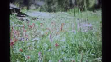 Holland Lake Montana USA (1972): A Field Of Flowers Moving Slightly With A Slight