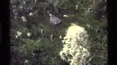 Holland Lake Montana USA (1972): A Hen Running In The Field