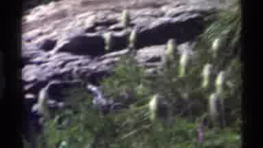 Holland Lake Montana USA (1972): Bird Walking Around In Nature