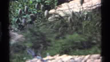 Holland Lake Montana USA (1972): I Was Surprised About Just How Many Wild Turkey
