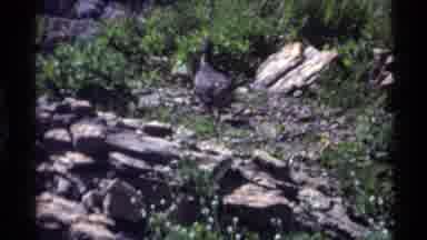 Holland Lake Montana USA (1972): A Giant Turkey Realizing People Are Watching And
