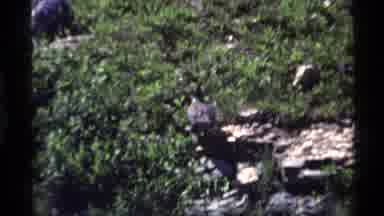 Holland Lake Montana USA (1972): Bird Roaming In The Wild Lands Of An Unidentified