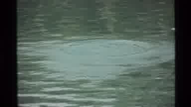 Holland Lake Montana USA (1972): Man Spots Little Fish And Hopes Bigger Ones Are