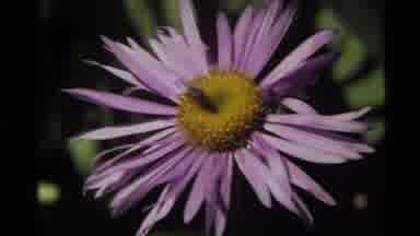 Holland Lake Montana USA (1972): Clip Of Human Followed By Clip Of A Bee