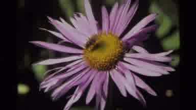 Holland Lake Montana USA (1972): A Purple Flower Yellow Center With A Bee On It