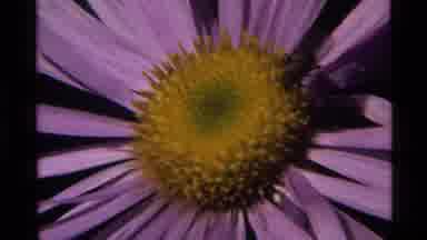 Holland Lake Montana USA (1972): A View Of A Bee Attacking A Beautiful Yellow