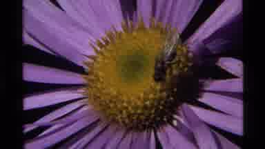 Holland Lake Montana USA (1972): A Bumble Bee Attacking A Beautiful Purple And
