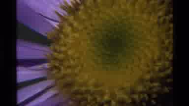 Holland Lake Montana USA (1972): Here's A Video Of A Flower Zoomed In