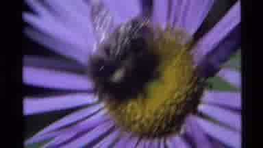 Holland Lake Montana USA (1972): Bee And Fly Eat Pollen