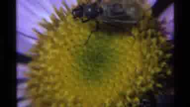 Holland Lake Montana USA (1972): How Multiple Bees Pollinate On A Purple Flower