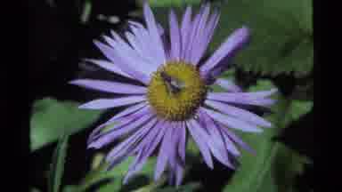 Holland Lake Montana USA (1972): Flying Bugs On A Flower And View Of Sunny Plants
