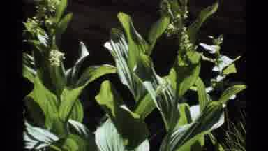 Holland Lake Montana USA (1972): Grown Plant In The Soil Along With Other Plants