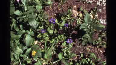 Holland Lake Montana USA (1972): Blooming Purple Flower Patch
