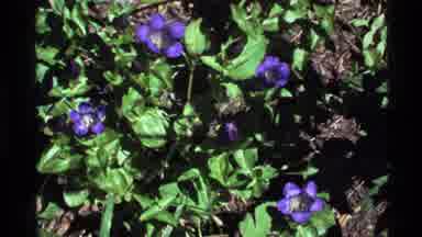 Holland Lake Montana USA (1972): Bright Purple Blooming Flowers Slightly Rustling