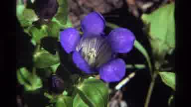 Holland Lake Montana USA (1972): Purple Flower With Green Leaves And A Small Bee
