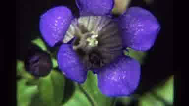 Holland Lake Montana USA (1972): Insect Searching For Something To Eat Inside A
