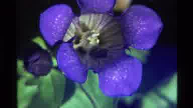 Holland Lake Montana USA (1972): Bug On The Purple Roses