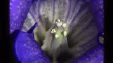 Holland Lake Montana USA (1972): Close Up Video Footage Of Blue Flower