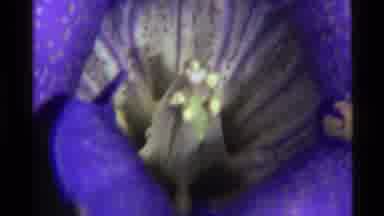Holland Lake Montana USA (1972): Very Beautiful Inside Of A Blue And White Rose