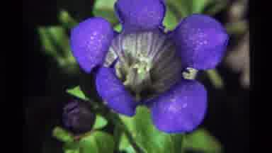 Holland Lake Montana USA (1972): A Close Up Of A Beautiful What Seems To Be