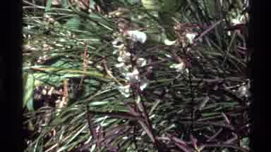 Holland Lake Montana USA (1972): I Love Studying The Pretty Flowers Of Alaska With
