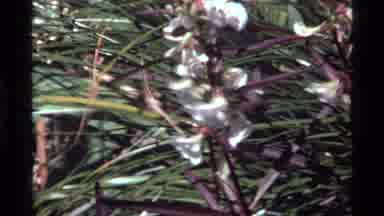 Holland Lake Montana USA (1972): White Trumpet Style Flowers On Purple Stalk Blown
