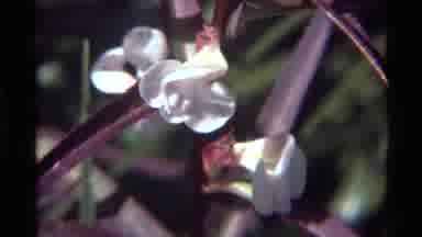 Holland Lake Montana USA (1972): Beautiful White Wild Flowers Purple Leaves Green