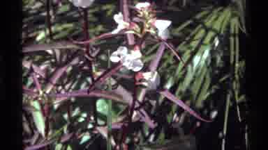 Holland Lake Montana USA (1972): Plant With White Flower And Purple/Red Leaves