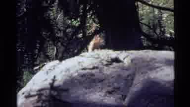 Holland Lake Montana USA (1972): Cute Chipmunk Eating On Top Of Boulder On A