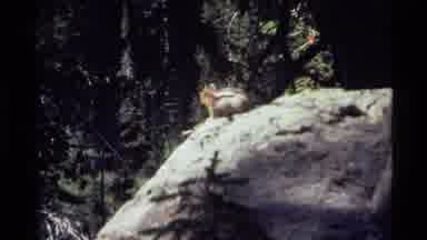 Holland Lake Montana USA (1972): Quick Creature Running Down Rock After Staring