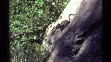 Holland Lake Montana USA (1972): Squirrel Exploring The Rocks Of The Natural
