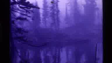 Holland Lake Montana USA (1972): A View Of A Swampy Scene