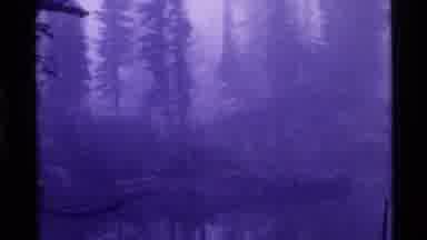 Holland Lake Montana USA (1972): A View Of A Dark Eerie Swampland