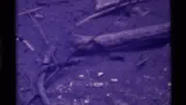 Holland Lake Montana USA (1972): Insects Walk Around And Explore Their Natural