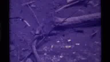Holland Lake Montana USA (1972): A Rat Running Through A Dirty Alleyway