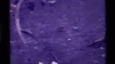 Holland Lake Montana USA (1972): Top Down Footage Of Fish In Water Swimming While