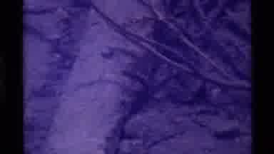 Holland Lake Montana USA (1972): A View Of Small Animal Crawling In The Midst Of A
