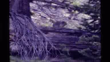 Holland Lake Montana USA (1972): Small Animal Squirrel Tail Exploring Outdoors